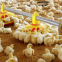 Automatic Poultry feeder Chicken Animal Feeders System for Poultry Farm Equipment