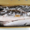 Mullet fish / grey mullet, mullet 1000-200