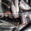 New HGT frozen bonito fish and Auxis thazard