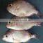 fresh frozen red snapper fish whole round