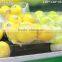 Fruit Packaging Tray 750g Disposiable Clear Plastic Packing Flat Vegetables Tray