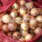 2015 crop fresh natuer onions for Korea market