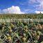 Pineapple Fruit Extract from GMP Certified Manufacturer