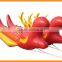 XBH Double-head Dragon Inflatable Boat for amphibious vehicle