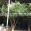 SJ artificial banyan tree with PE leaves decoration