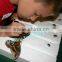 Insect Speciemtion Used Stainless Steel Nylon Head Entomology Pin