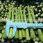 Sinocharm BRC A Approved Frozen Vegetables Green Asparagus Spear price IQF Frozen Asparagus