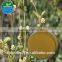 2015 Manufacturer Pure Natural High Qulity Suma Extract, Pfaffia Paniculata Extract, Brazilian Ginseng Extract