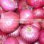 Red/Pink colour fresh onion