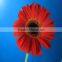 Wholesale price gerbera cut flower preserved gerbera single flower gerbera decoration natural gerbera flower importer