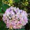 Plant Directly Export Cutting Board Bamboo Cutting Hydrangea From Yunnan, China