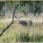 sheep wire mesh fence/deer fencing wire