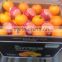 Citrus Fruit Product Type and Organic Cultivation Type Fresh Valencia Orange