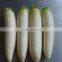 wholesale White Radish on sale