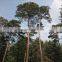 The outdoor decoration plant outdoor plants Changpai Scotch Pine seedling