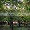 Ginkgo biloba L