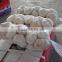 New Crop Garlic with Factory Price in own Plant