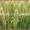 new wheat gluten meal 65%min