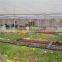 Large Multi-span commercial greenhouse ,agricultural greenhouse ,vegetables greenhouse