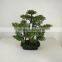 small bonsai tree wholesale