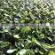 Artificial Boxwood Grass Mat/Hedge outdoor UV protection artificial boxwood hedge vertical garden