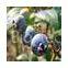 Bilberry extract
