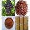 Grape seed Extract