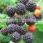 Top Selling Black Raspberry Powder Raspberry Flavor Powder