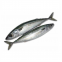 Premium Frozen Mackerel Fish Bulk Hot Sale Seafood Frozen Whole Round Pacific Fish Mackerel