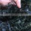High Quality Dried Sea Kelp Slice,Laminaria Seaweed