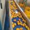 Линия по производству мангового пюре и сока от Mango Factory / Оборудование для производства концентрированного мангового пюре и джема
