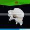Medical High Quality Human Lumbar Vertebra Model