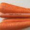 2016 new crop best quality fresh carrot price
