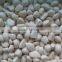 Factory of Frozen Peeled Garlic