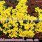 Chrysanthemum