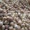 2016 New Crop Factory Garlic