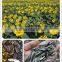 Hot Sale New Crop Chinese Sunflower Seeds