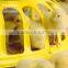 broiler|broiler breeder poultry feeding line