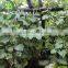 Decorative bamboo garden fence and bamboo trellis for sale