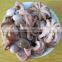 Octopus Variety Baby Octopus Size 60-80