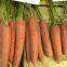 High yield 7 inches long red f1 hybrid Vegetable carrot seeds price no.84