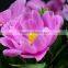 Color useful preserved peony