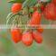 dried goji berries in Ningxia