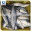frozen fish skipjack tuna price