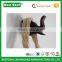 Elephant Head Shape Modern wood Hook for Coat