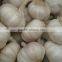 2014 crop Fresh white garlic