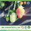 Agricultural Cover Weed Control Fabric Non Woven Fabric Roll uv Protection Fabrics