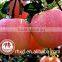 Yantai Blush Red Fuji Apple