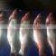 New Stock BQF Frozen W/R Silver Carp Fish