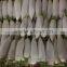 White Radish /green radish wholsale